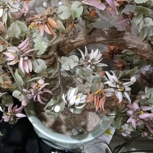 Large jade tree @sooka